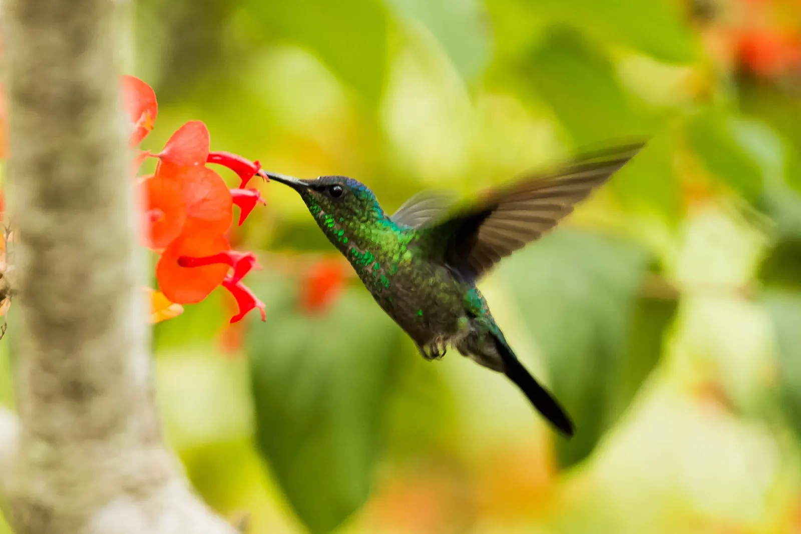 Kolibri i flykten vid en röd blomma.